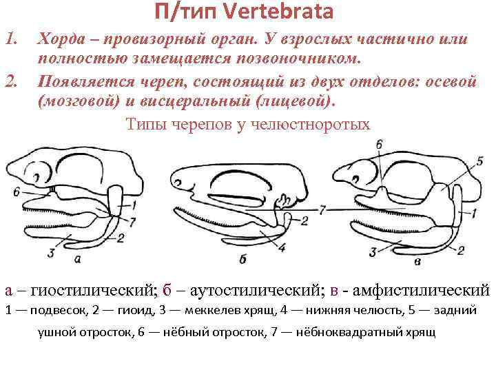 П/тип Vertebrata 1. 2. Хорда – провизорный орган. У взрослых частично или полностью замещается