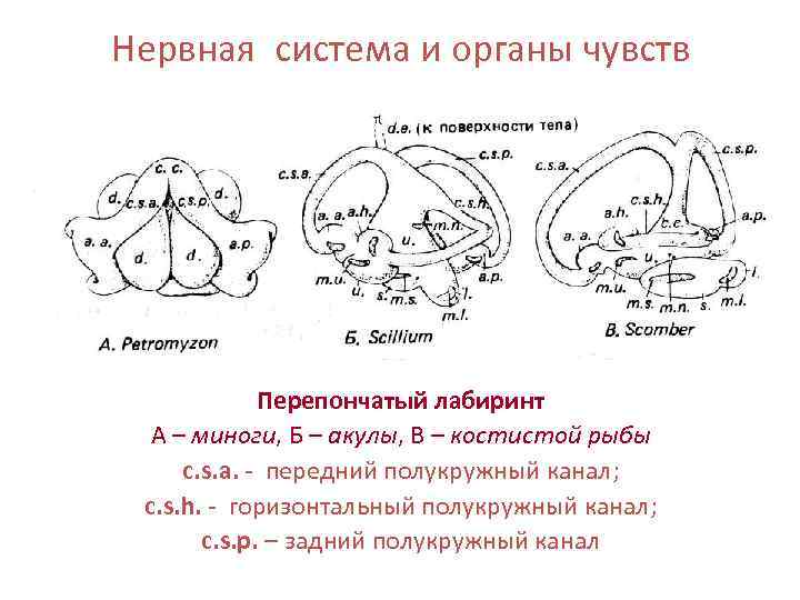 Нервная система и органы чувств Перепончатый лабиринт А – миноги, Б – акулы, В