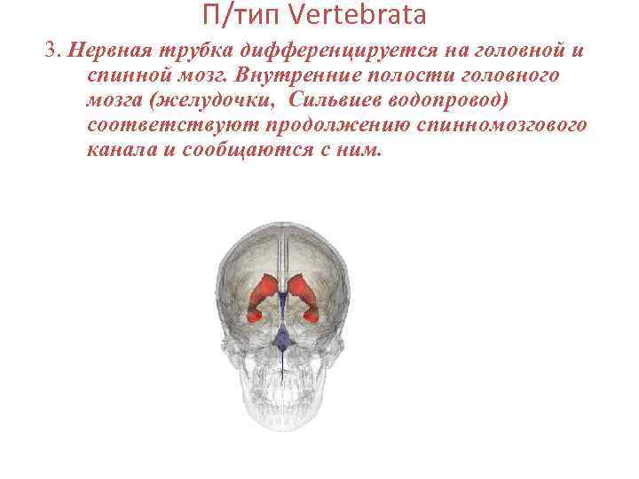 П/тип Vertebrata 3. Нервная трубка дифференцируется на головной и спинной мозг. Внутренние полости головного