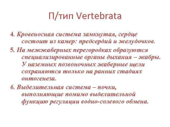 П/тип Vertebrata 4. Кровеносная система замкнутая, сердце состоит из камер: предсердий и желудочков. 5.