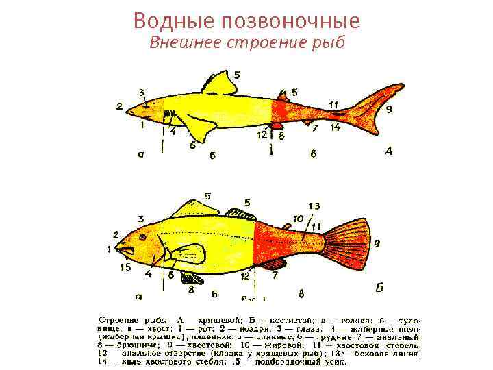 Водные позвоночные Внешнее строение рыб 