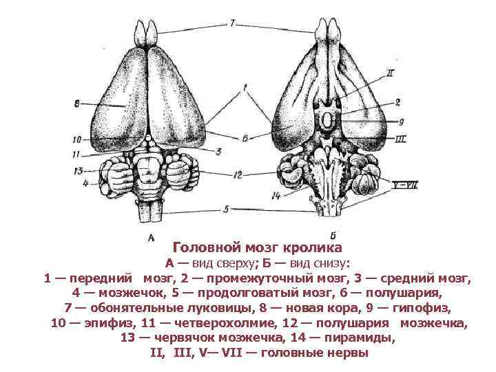 Головной мозг кролика А — вид сверху; Б — вид снизу: 1 — передний