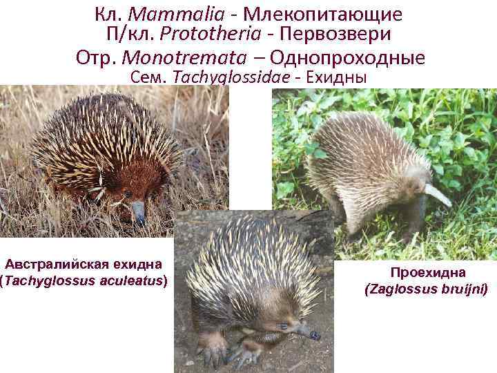 Кл. Mammalia - Млекопитающие П/кл. Prototheria - Первозвери Отр. Monotremata – Однопроходные Сем. Tachyglossidae