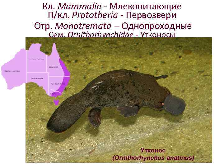 Кл. Mammalia - Млекопитающие П/кл. Prototheria - Первозвери Отр. Monotremata – Однопроходные Сем. Ornithorhynchidae