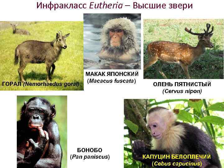 Инфракласс Eutheria – Высшие звери ГОРАЛ (Nemorhaedus goral) МАКАК ЯПОНСКИЙ (Macacus fuscata) БОНОБО (Pan