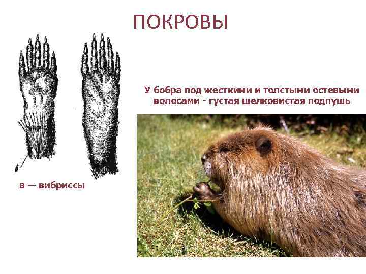 ПОКРОВЫ У бобра под жесткими и толстыми остевыми волосами - густая шелковистая подпушь в