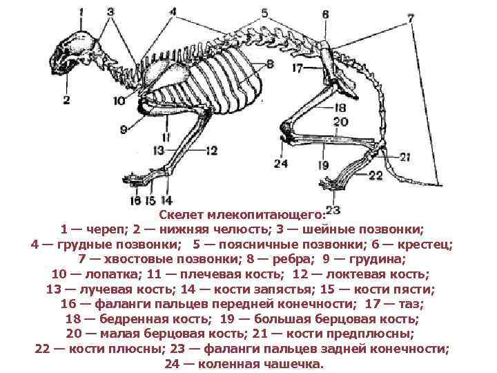 Запишите выводы об особенностях скелета млекопитающих сделайте рисунки биология 7