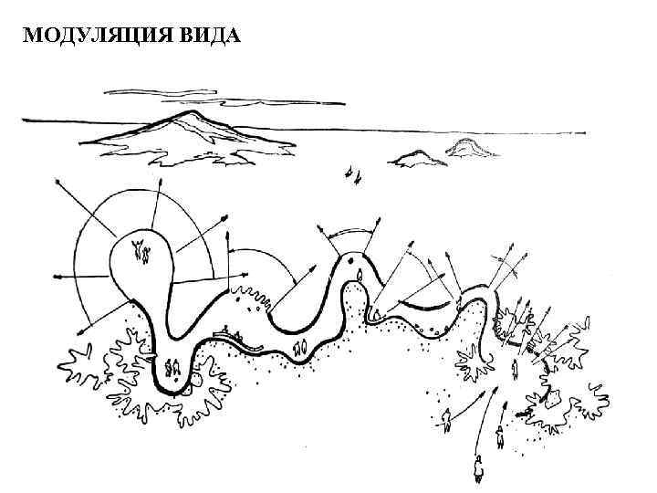 МОДУЛЯЦИЯ ВИДА 