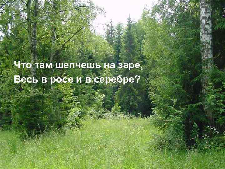 Что там шепчешь на заре, Весь в росе и в серебре? 