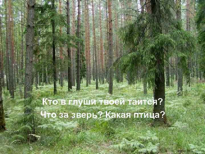 Кто в глуши твоей таится? Что за зверь? Какая птица? 