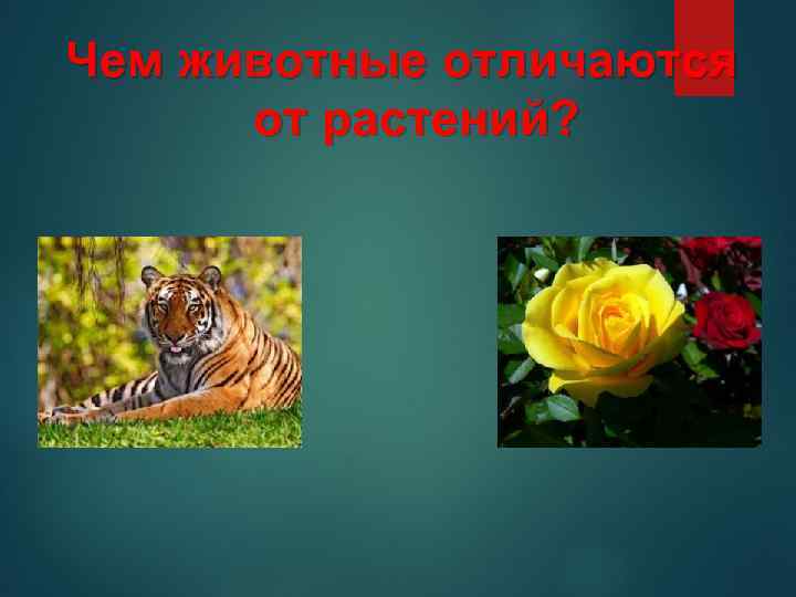 Чем животные отличаются от растений? 