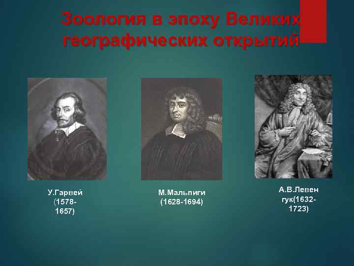 Зоология в эпоху Великих географических открытий У. Гарвей (15781657) М. Мальпиги (1628 -1694) А.