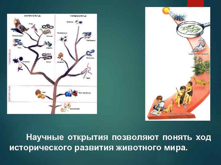 Научные открытия позволяют понять ход исторического развития животного мира. 