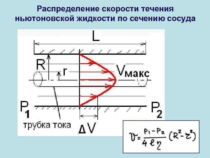 Распределение скорости течения ньютоновской жидкости по сечению сосуда 
