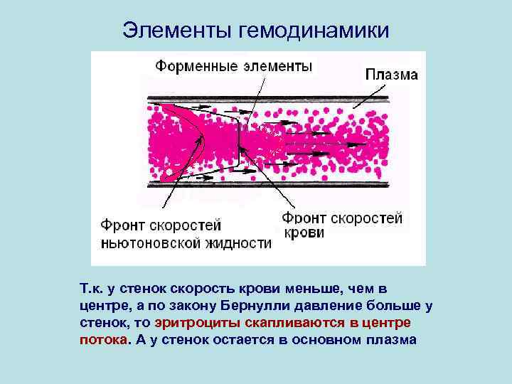 Элементы гемодинамики Т. к. у стенок скорость крови меньше, чем в центре, а по