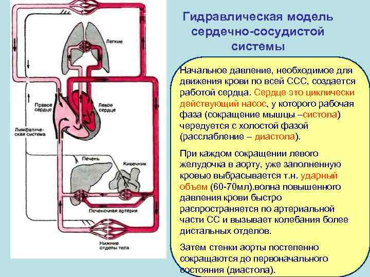 Гидравлическая модель сердечно-сосудистой системы Начальное давление, необходимое для движения крови по всей ССС, создается