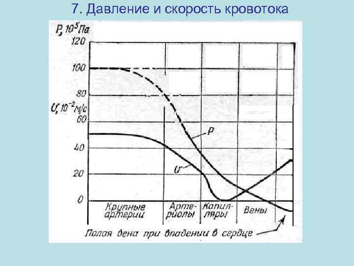 7. Давление и скорость кровотока 