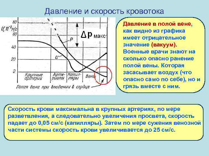 Давление и скорость кровотока Давление в полой вене, как видно из графика имеет отрицательное