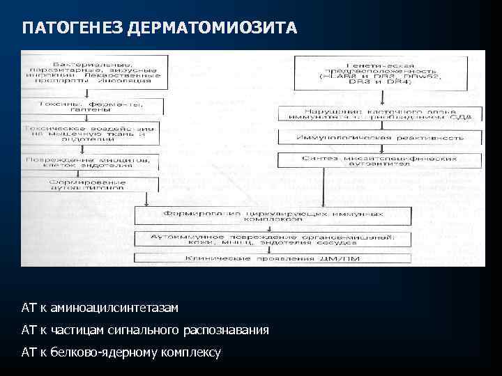 ПАТОГЕНЕЗ ДЕРМАТОМИОЗИТА АТ к аминоацилсинтетазам АТ к частицам сигнального распознавания АТ к белково-ядерному комплексу