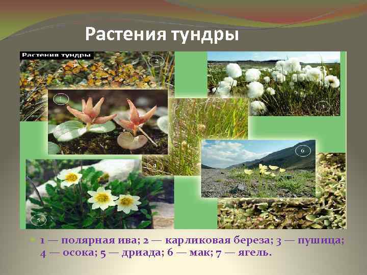 Растения тундры 1 — полярная ива; 2 — карликовая береза; 3 — пушица; 4