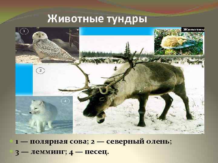 Животные тундры 1 — полярная сова; 2 — северный олень; 3 — лемминг; 4