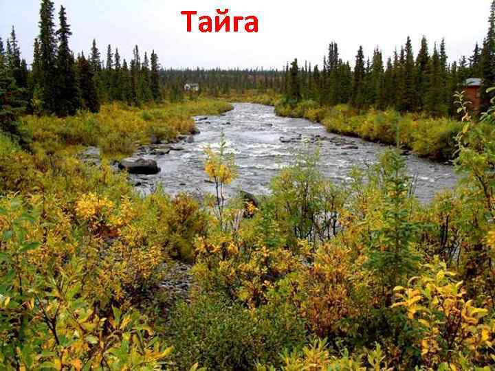Тайга 