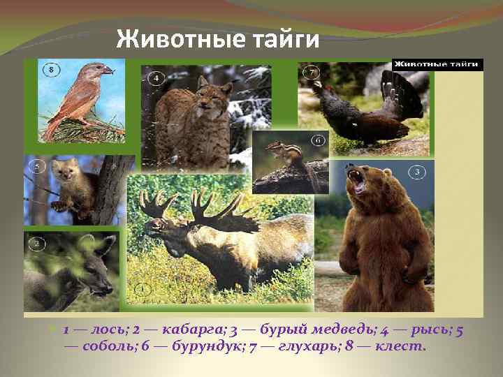 Животные тайги 1 — лось; 2 — кабарга; 3 — бурый медведь; 4 —