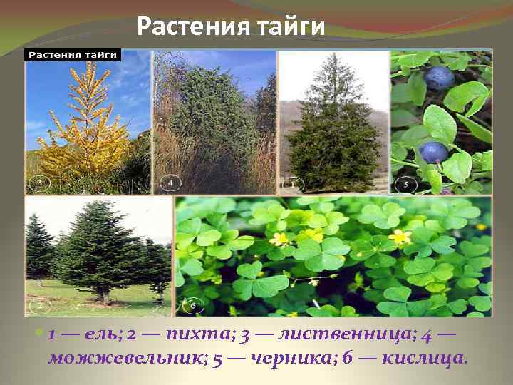 Растения тайги 1 — ель; 2 — пихта; 3 — лиственница; 4 — можжевельник;