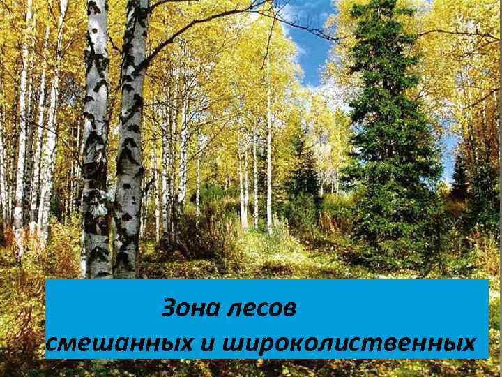 Зона лесов смешанных и широколиственных 