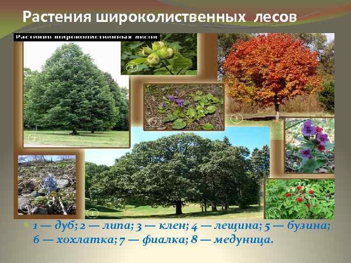 Растения широколиственных лесов 1 — дуб; 2 — липа; 3 — клен; 4 —