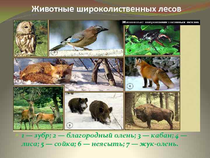 Животные широколиственных лесов 1 — зубр; 2 — благородный олень; 3 — кабан; 4