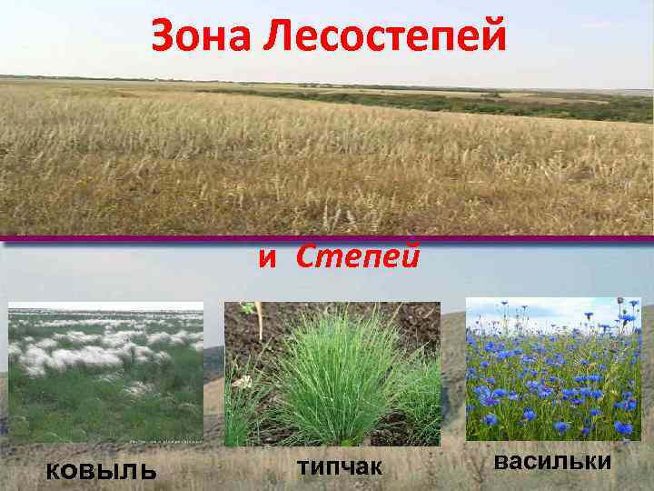 Зона Лесостепей и Степей ковыль типчак васильки 