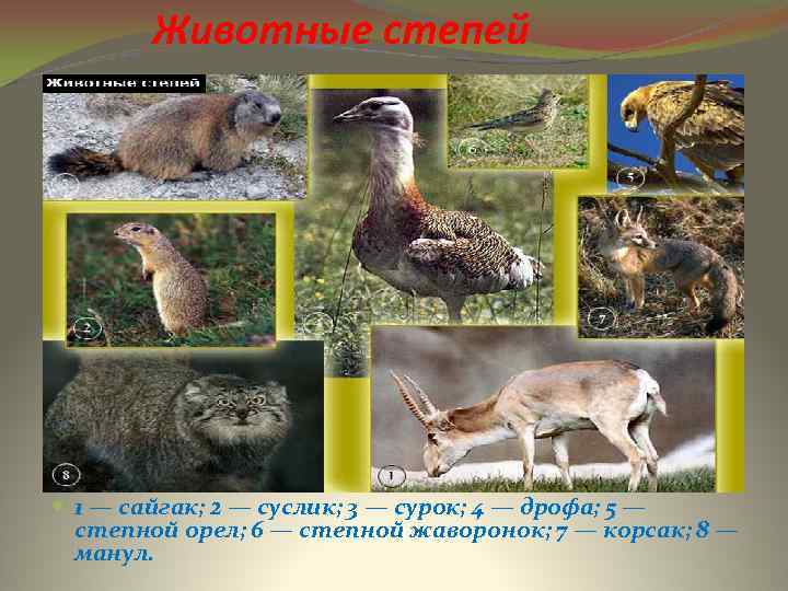 Животные степей 1 — сайгак; 2 — суслик; 3 — сурок; 4 — дрофа;