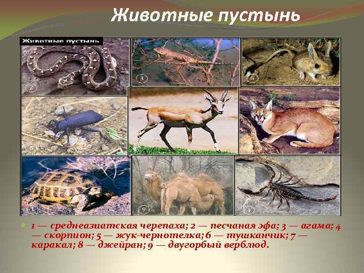 Животные пустынь 1 — среднеазиатская черепаха; 2 — песчаная эфа; 3 — агама; 4