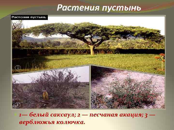 Растения пустынь 1— белый саксаул; 2 — песчаная акация; 3 — верблюжья колючка. 