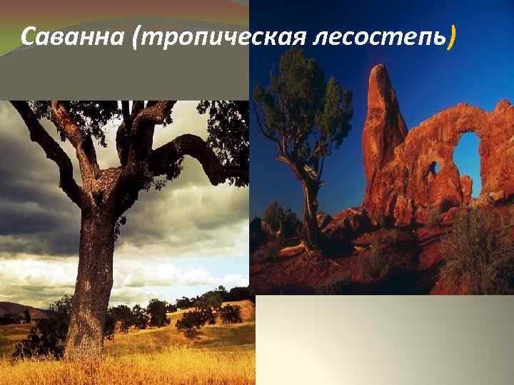 Саванна (тропическая лесостепь) 