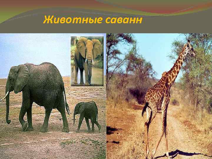 Животные саванн 