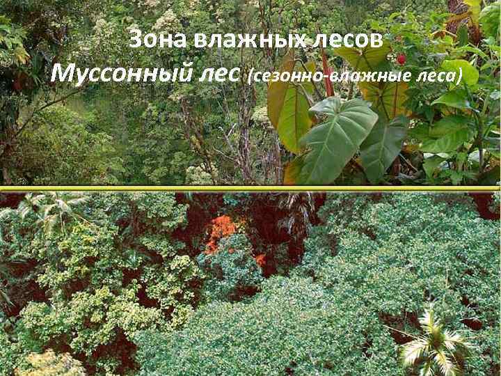 Зона влажных лесов Муссонный лес (сезонно-влажные леса) 