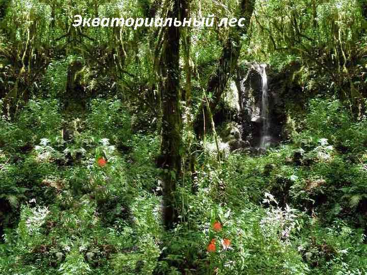 Экваториальный лес 
