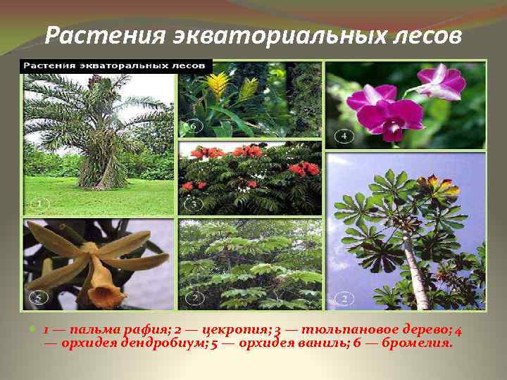 Растения экваториальных лесов 1 — пальма рафия; 2 — цекропия; 3 — тюльпановое дерево;