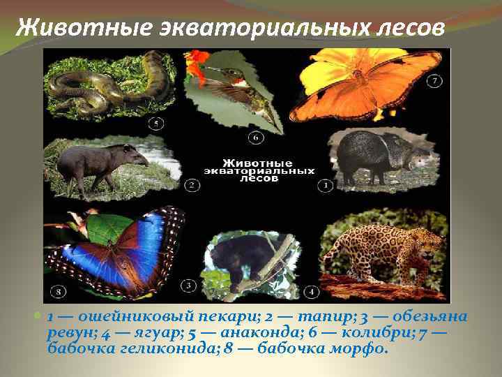 Животные экваториальных лесов 1 — ошейниковый пекари; 2 — тапир; 3 — обезьяна ревун;