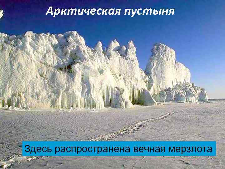 Арктическая пустыня Здесь распространена вечная мерзлота 
