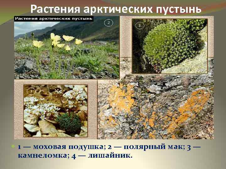 Растения арктических пустынь 1 — моховая подушка; 2 — полярный мак; 3 — камнеломка;