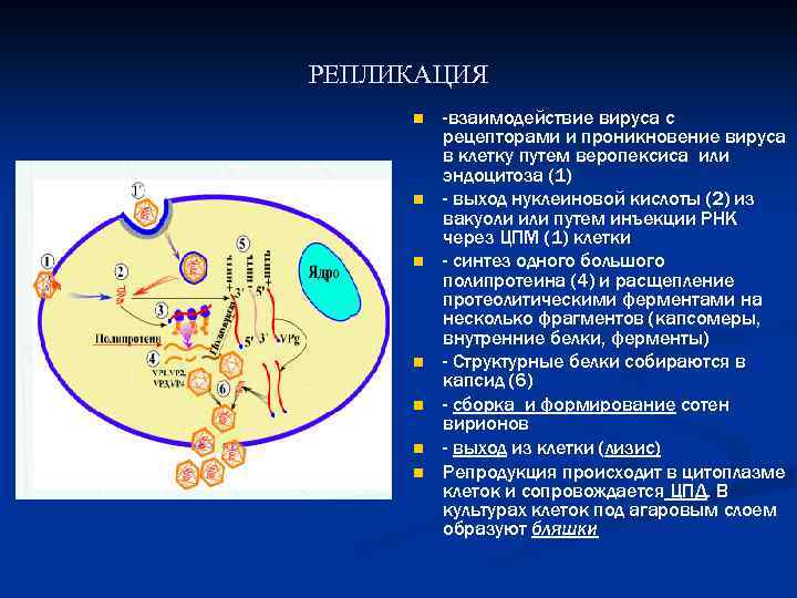 Схема репродукции вич