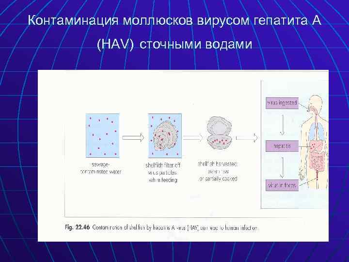 Контаминация моллюсков вирусом гепатита А (HAV) сточными водами 