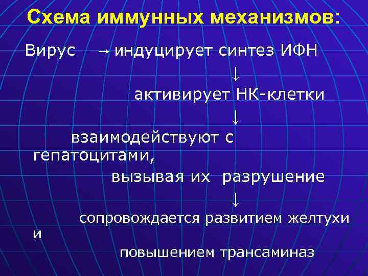 Схема иммунных механизмов: → индуцирует синтез ИФН ↓ активирует НК-клетки ↓ взаимодействуют с гепатоцитами,