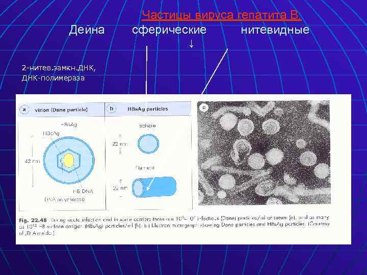 Дейна 2 -нитев. замкн. ДНК, ДНК-полимераза Частицы вируса гепатита В: сферические нитевидные ↓ 