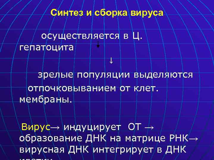 Синтез и сборка вируса осуществляется в Ц. гепатоцита ↓ зрелые популяции выделяются отпочковыванием от