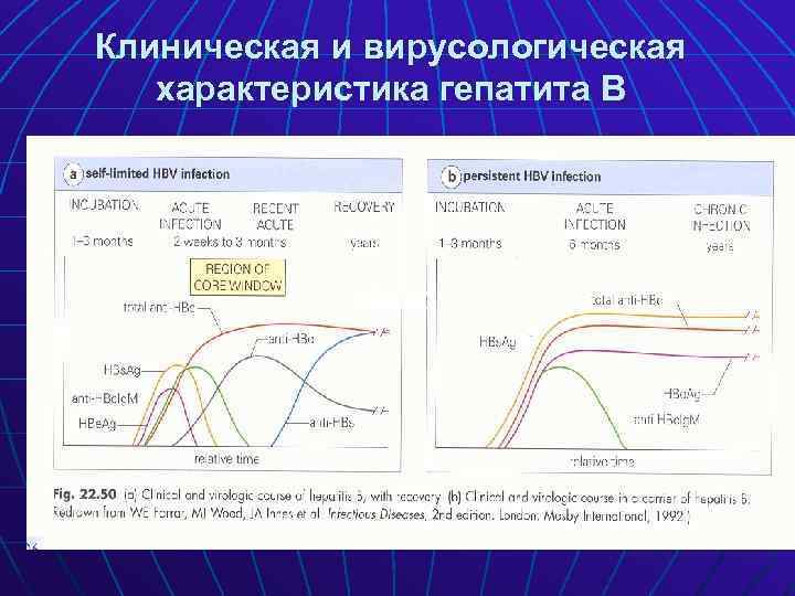 Клиническая и вирусологическая характеристика гепатита В Hbe AГ 