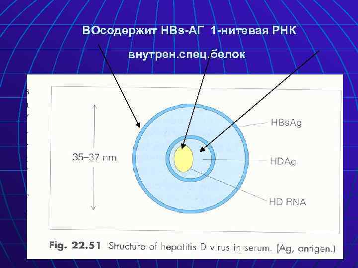 ВОсодержит НВs-АГ 1 -нитевая РНК внутрен. спец. белок 